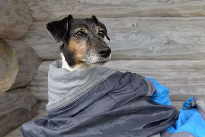 Portrait of dog sitting outdoors