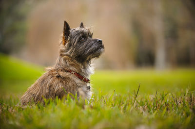 Puppy sitting on field