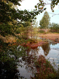 Reflection of trees in lake