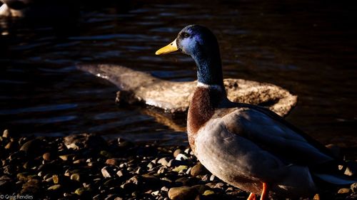 Close-up of duck on lakeshore