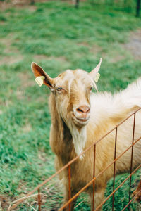 Portrait of a horse on field