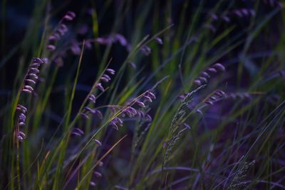 Close-up of purple flowering plants on field