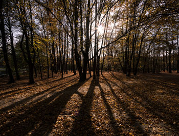 Trees in forest during autumn