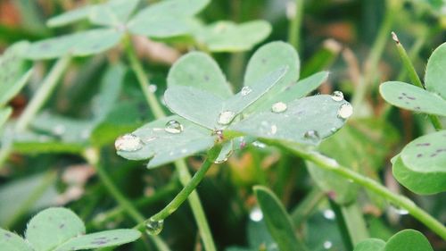 Close-up of wet insect on plant