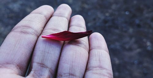 Close-up of hand holding red flowers