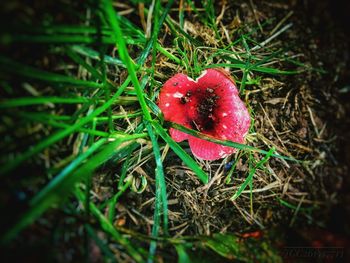 Close-up of red leaf on field