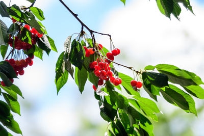 Ripe fresh red cherries and green leaves in a tree orchard in a garden in a sunny summer day