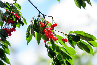 Low angle view of red berries growing on tree