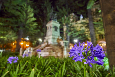 Close-up of purple flower blooming outdoors