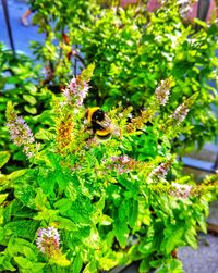 Close-up of bee on flower