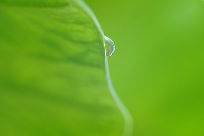 Close-up of raindrops on leaf