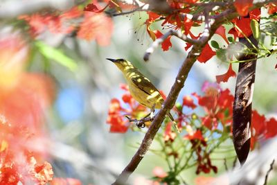 Yellow honey eater in a tree