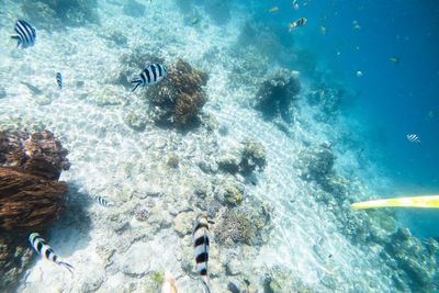 View of fish swimming in sea at mabul island,malaysia