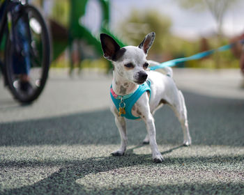 Dog running on road