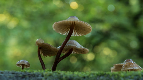 Close-up of mushroom growing outdoors