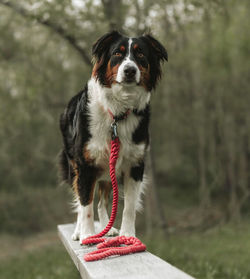 Portrait of dog standing outdoors