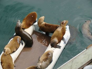 High angle view of sea lion swimming in lake