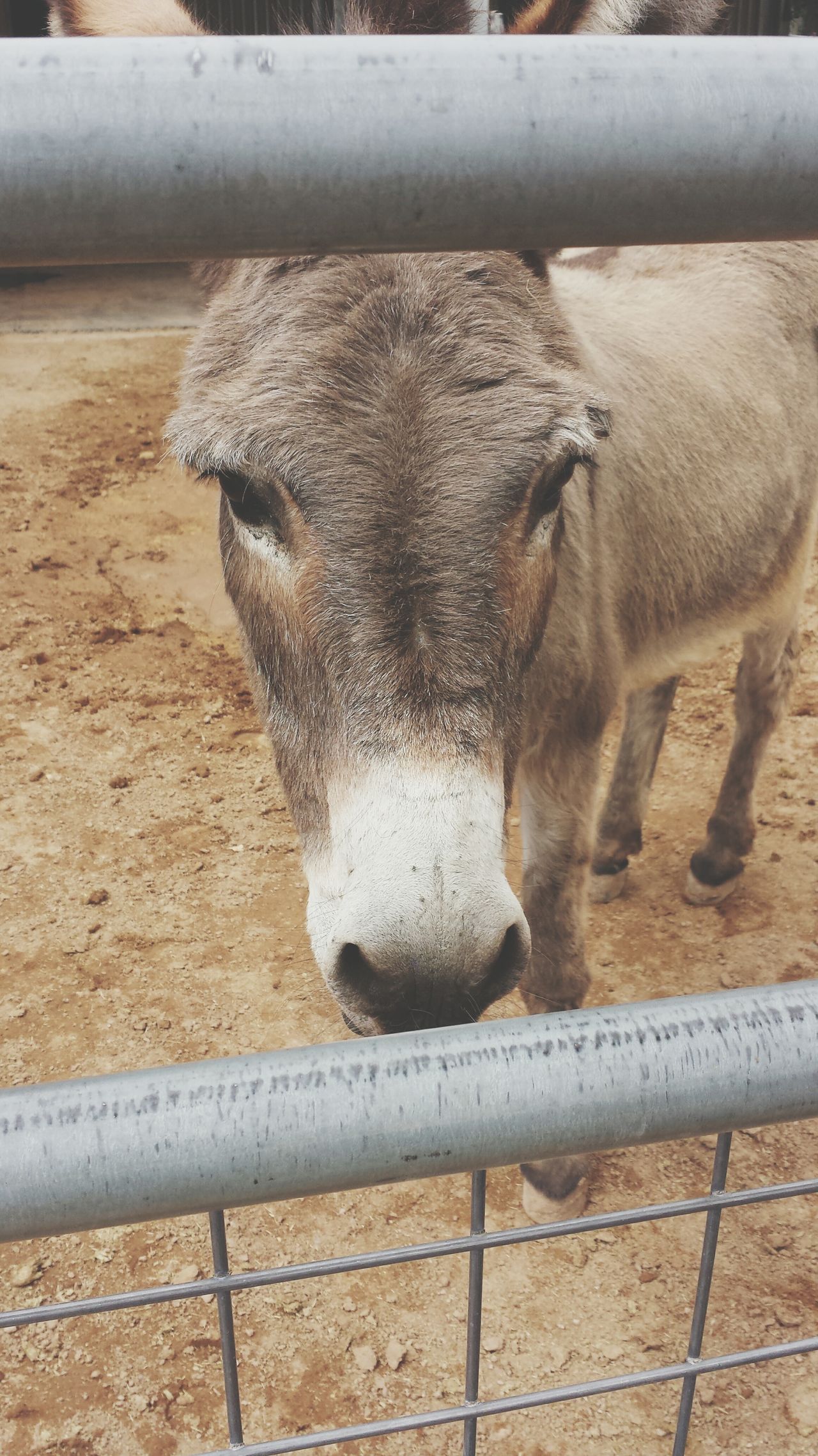 Phoenix zoo