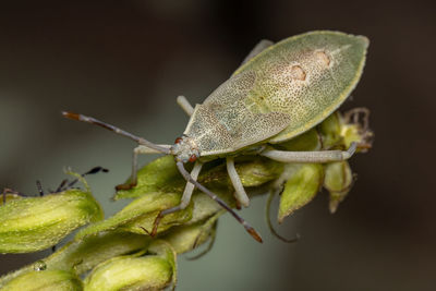 Close-up of insect on leaf