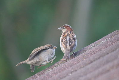 Close-up of birds perching