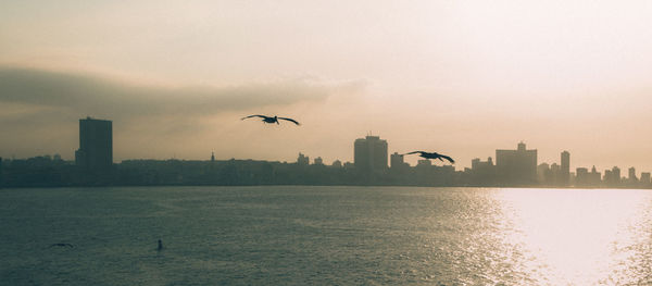 Birds flying over city