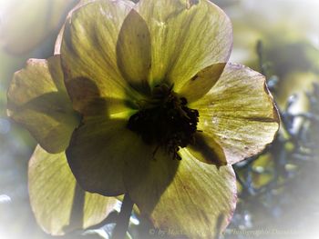 Close-up of flower