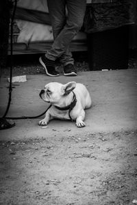 View of a dog sitting on floor