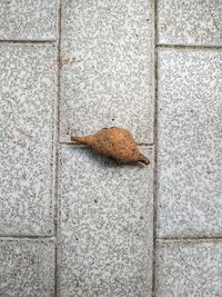 High angle view of a lizard on wall