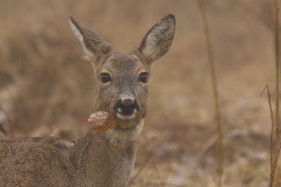 Close-up portrait of deer carrying dry leaf in mouth