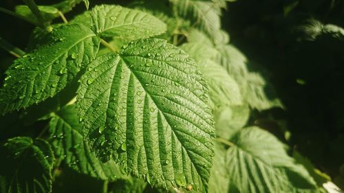 Close-up of leaves