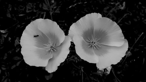 Close-up of white flower