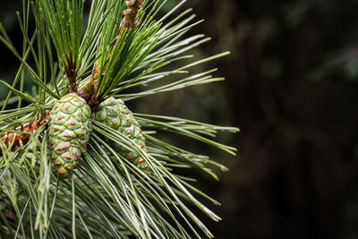 Close-up of pine tree