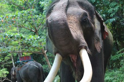 Close-up of elephant in forest