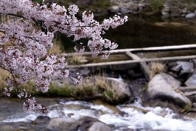 Close-up of cherry blossom tree by water