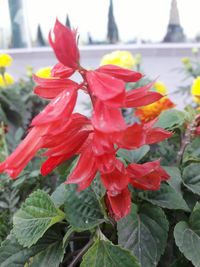 Close-up of wet red flowers blooming outdoors