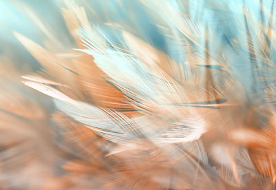 Full frame shot of feathers