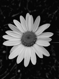 Close-up of white flower