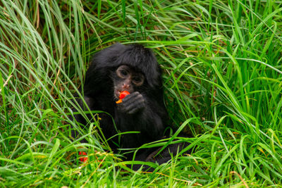 Monkey in a field