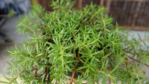 High angle view of potted plants