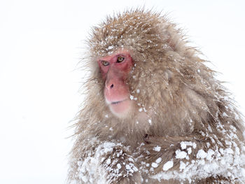 Close-up of monkey on snow