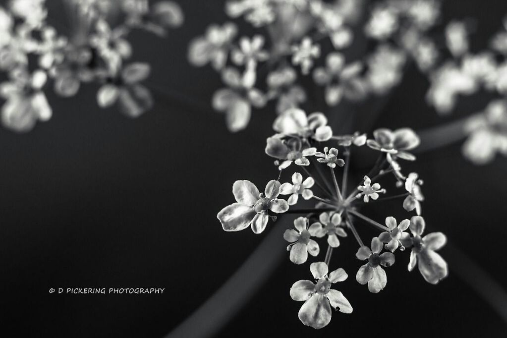 flower, focus on foreground, freshness, growth, close-up, fragility, nature, beauty in nature, petal, plant, branch, stem, outdoors, selective focus, day, no people, clear sky, blooming, copy space, blossom