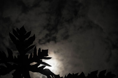 Low angle view of silhouette plants against sky at night