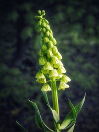 Close-up of flowers blooming outdoors