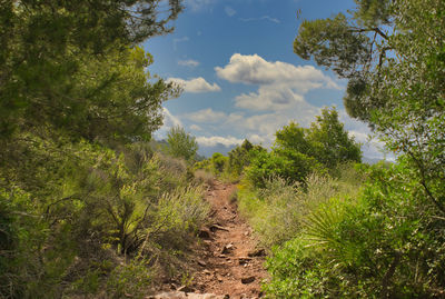 Trees and plants growing on land against sky