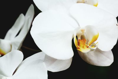 Close-up of white flower