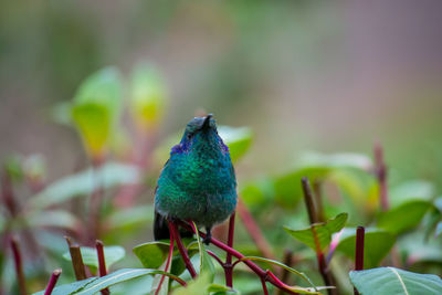 Close-up of bird perching on plant