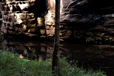 Close-up of stone wall by trees in forest