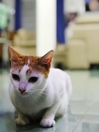 Portrait of cat sitting on floor