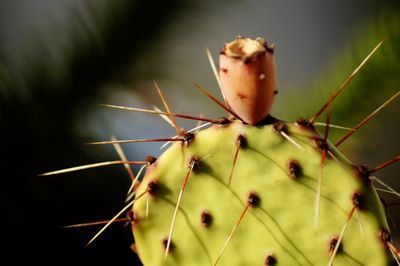 Close-up of cactus plant