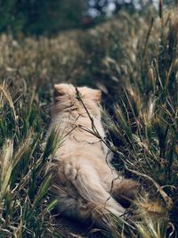 View of a cat on field